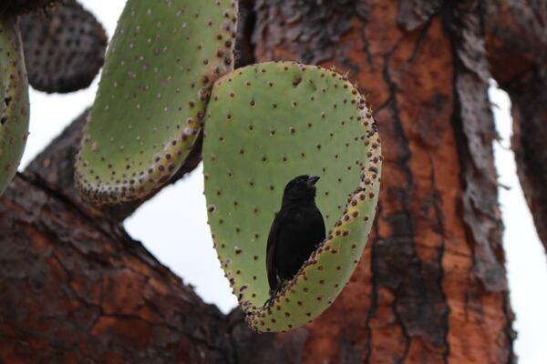 prednaska-galapagy-iva-traxmandlova