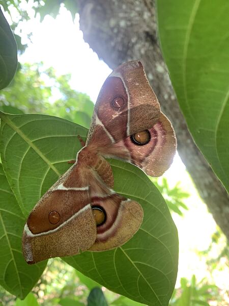 Přes 20 cm veliký barevný noční motýl 