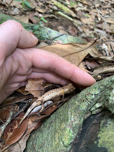 Národní park Lokobe je domovem nejmenších chameleonů světa, a to několika druhů malinkých Brokesii
