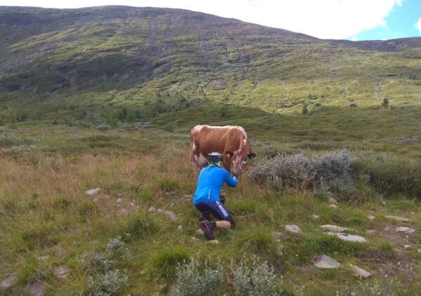 Víte, že kráva dokáže krátkodobě vyvinout rychlost až 40 km/hod.? (takový sob až 51 km/hod.)