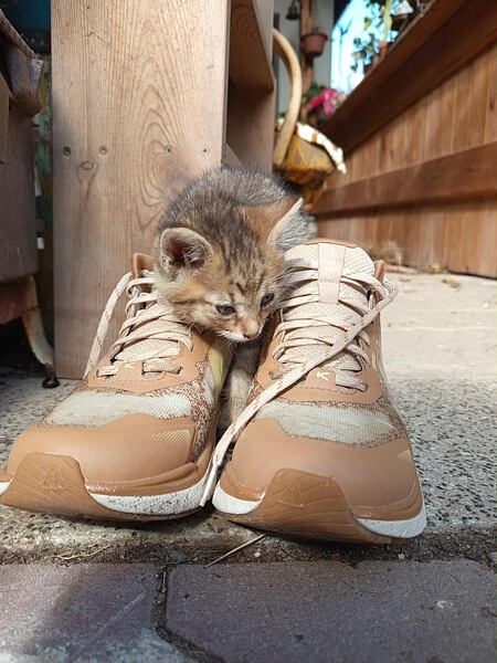 Boty KEEN LEIKI MID WP WOMEN – v botách KEEN LEIKI je každá kočka