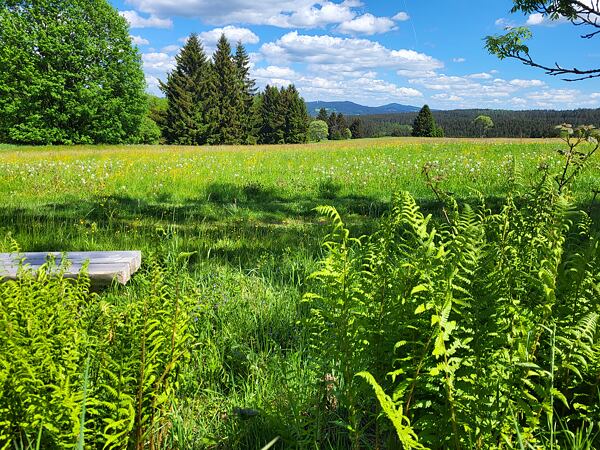 trailrunning-camp-sumava-lipensko-pasecna