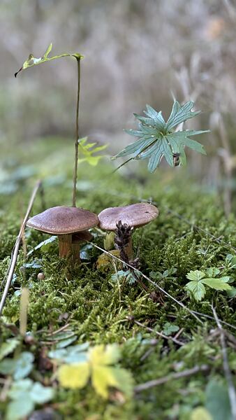 stezka-ceskem-vyherkyne-niki-grulichova