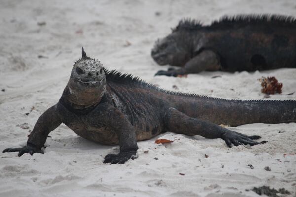 prednaska-galapagy-iva-traxmandlova