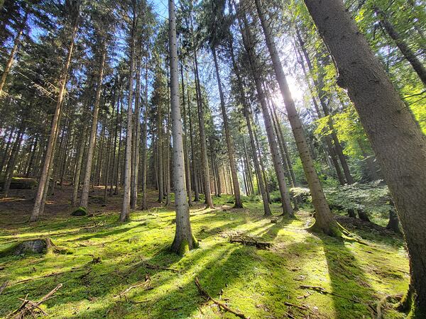 trailrunning-camp-sumava-lipensko-pasecna