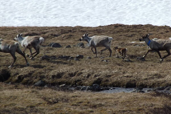kungsleden-svedsky-trek-bez-lidi