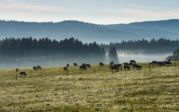 trailrunning-camp-sumava-lipensko-pasecna