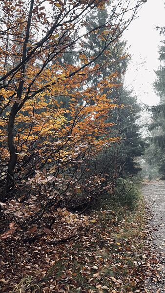 stezka-ceskem-vyherkyne-niki-grulichova