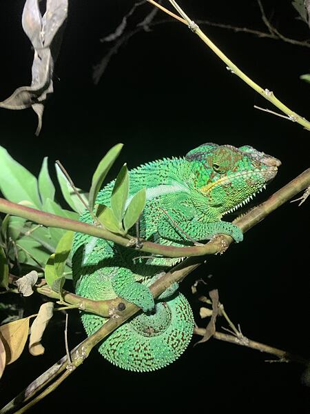 madagaskar-krasy-osmeho-kontinentu