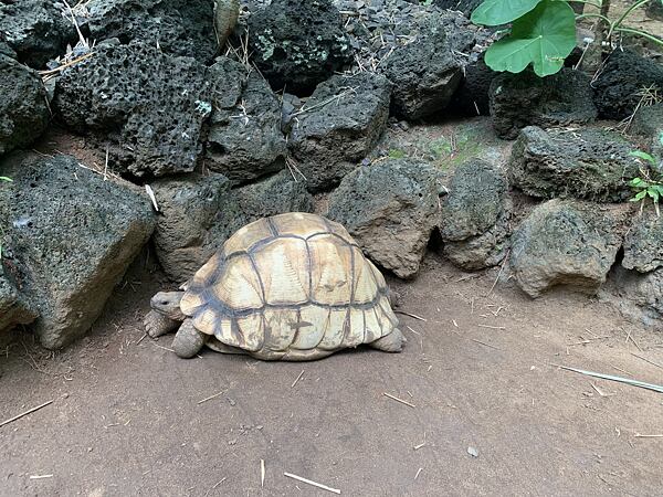 LEMURIA LAND nejvzácnější želva světa je madagaskarská Anganoka
