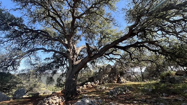 Olivovníky jsou na Lýkijské stezce skutečně impozantní