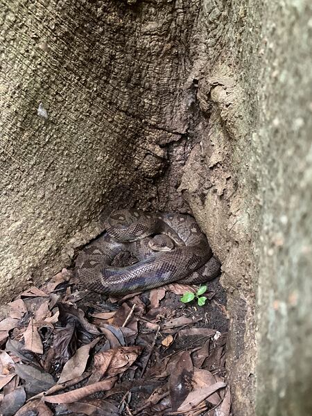 Hroznýš psohlavý (není jedovatý) je jedním ze tří druhů hroznýšů žijících na Madagaskaru. Přímo na Nosy be se vyskytuje hnědá forma tohoto hroznýše. Během naší zimní výpravy jsem je potkali několikrát