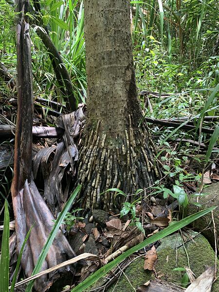 NOSY BE v NP Lokobe roste mnoho zajímavých stromů včetně těchto kráčejících palem