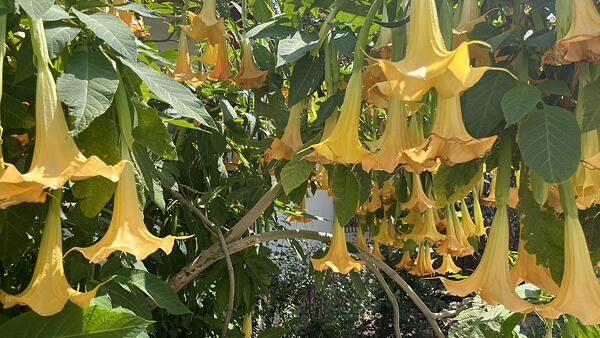 Potkáte i prudce jedovatý Durman, tak pozor, má psychoaktivní vlastnosti, které můžou být velmi nebezpečné