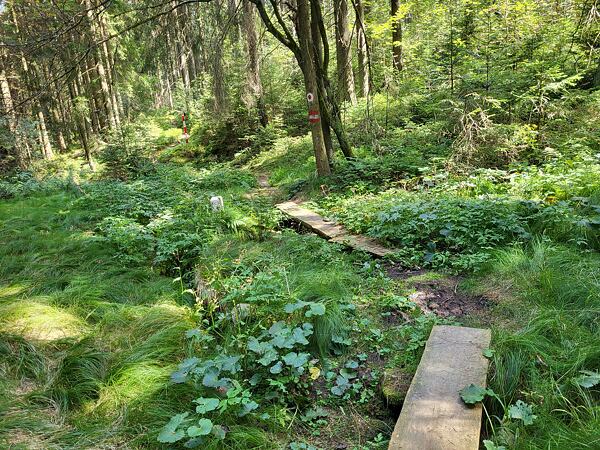 trailrunning-camp-sumava-lipensko-pasecna