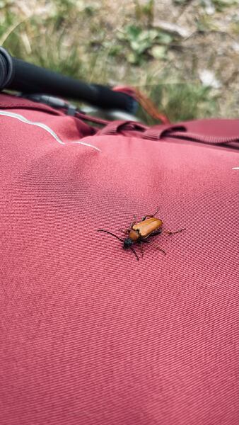 stezka-ceskem-vyherkyne-niki-grulichova