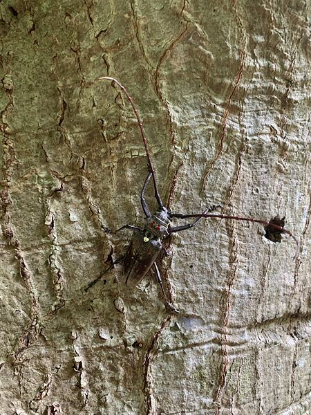 Kozlíček s rozpětím tykadel asi 20 cm. Pestrost hmyzu je v tropických lesích vždy vysoká