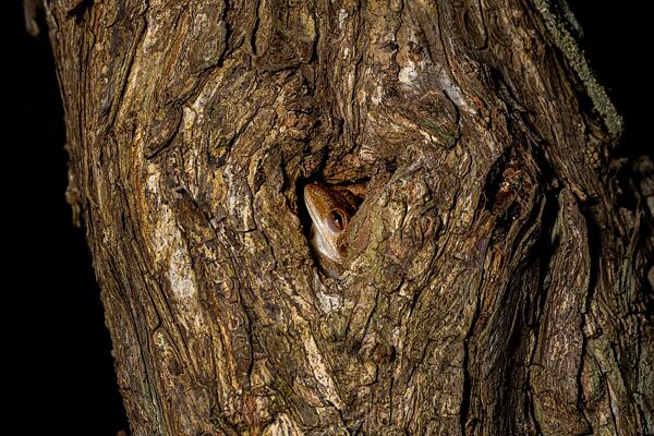 prednaska-na-floridu-za-zviraty