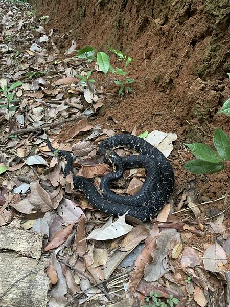 Na Madagaskaru nežijí žádní jedovatí hadi asi jako v jediné zemi Afriky, ale najdete zde mnoho druhů hadů nejedovatých