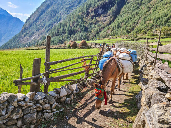 Trek Tsum Valley - visuté mosty, malé osady, lesy a hluboké soutěsky