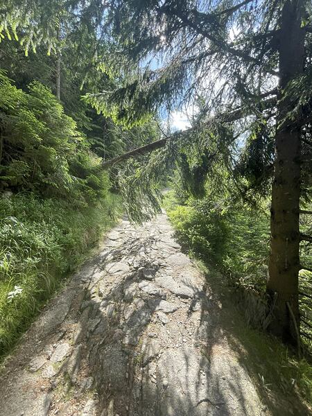 Teď už jen mírné stoupání na Dřevařské cestě od Bílého Labe, koukejte před sebe a pozor na hlavu, do trasy se tu položil smrk