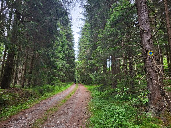 trailrunning-camp-sumava-lipensko-pasecna