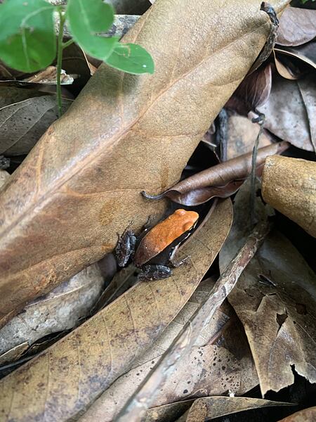 Na Madagaskaru žije stovky druhů obojživelníků a každý rok jsou popsány nové, mnoho druhů ale již navždy vyhynulo, na fotce je vidět Mantella