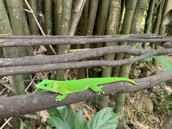madagaskar-krasy-osmeho-kontinentu